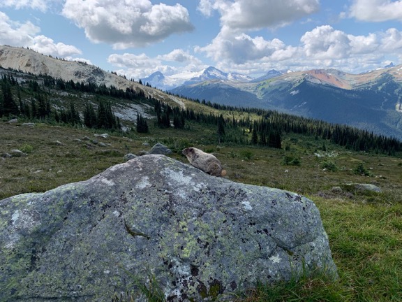 Blackcomb_marmot